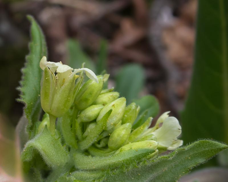 Pseudoturritis turrita (= Arabis turrita) / Arabetta maggiore